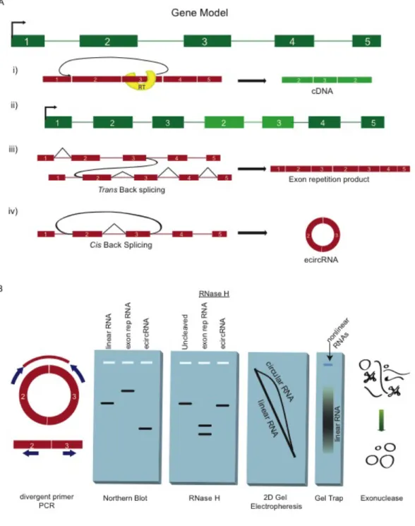 Figure  3:  Products  of  splicing  events  and  molecular  techniques  for  their  discernment