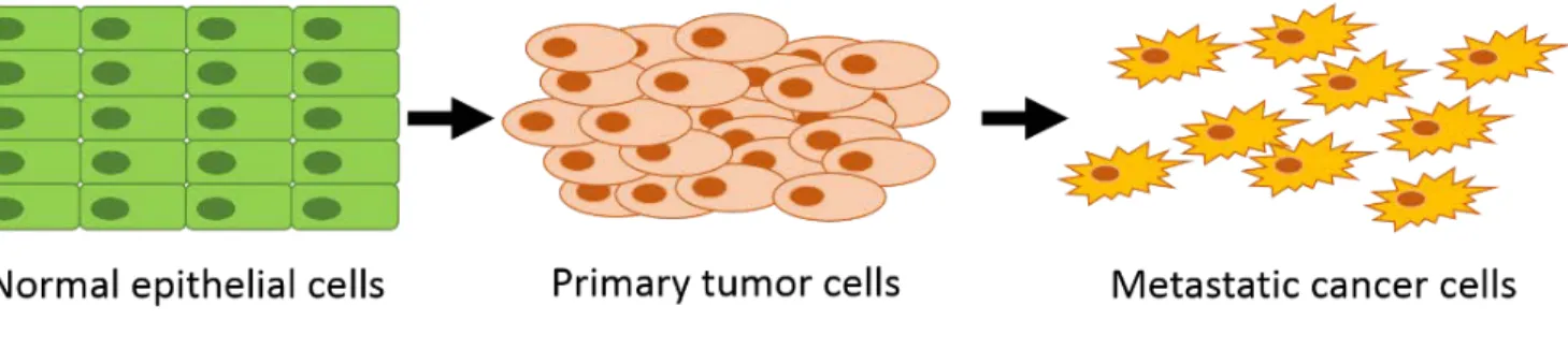Figure 1-1. Cancer genesis. Normal cells experience a genetic mutation resulting in increased  proliferation forming a primary tumor