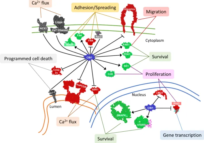 Figure 1-3.  Network of CIB1 binding partners.  CIB1 (blue) interacts with numerous binding  partners in the cytoplasm and nucleus