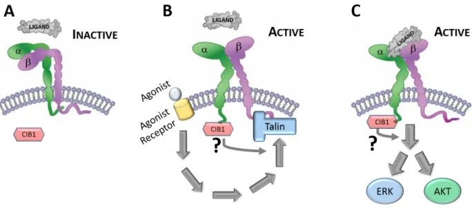 Figure 1-4. Integrin inside-out and outside-in  signaling  and potential roles of CIB1  A)  Integrin αβ heterodimer in resting (bent) conformation, or inactive low affinity state