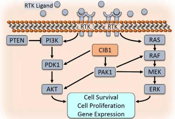 Figure 1-5. Role of CIB1 in activation of AKT and ERK signaling pathways Extracellular RTK  ligands (e.g