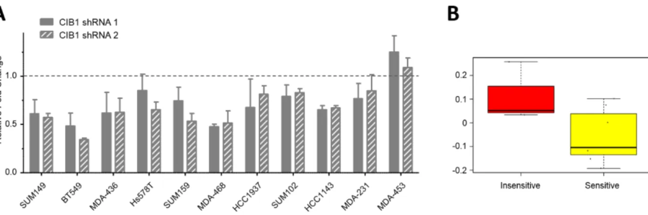 Figure 2-2. CIB1 depletion reduces cell proliferation in a panel of TNBC cell lines. A) A panel  of 11 TNBC cells lines were transduced with either control (SCR) or two separate CIB1 shRNA  targeting sequences (CIB1 shRNA1 or shRNA2)