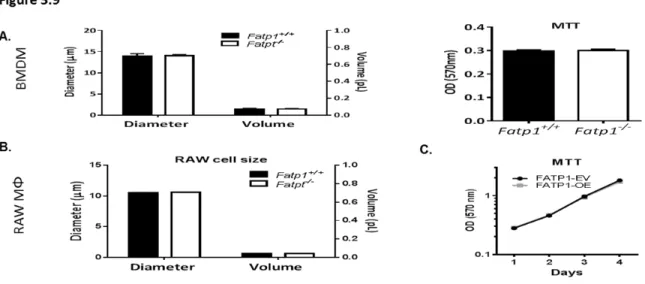 Figure 3.9. Deletion or over-expression of FATP1 had no effect on cell size or viability