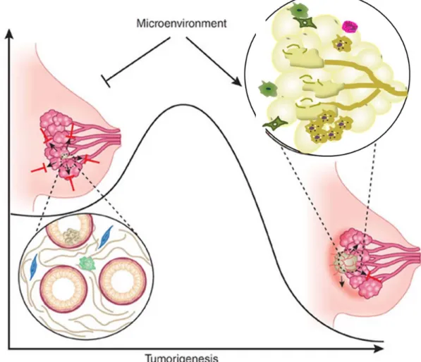 Figure 1.5. The role of microenvironment in tumor progression. Normal tissue  homeostasis and architecture inhibit progression of cancer