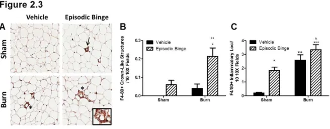 Figure 2.3. Episodic binge ethanol and burn injury drives crown like structure  formation