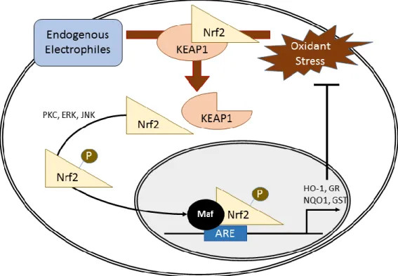 Figure 3:  Nrf2-Depdenent Activation of the Antioxidant Response Element. Endogenous electrophilic  interaction or exogenous oxidant stress leads to KEAP1 release of Nrf2