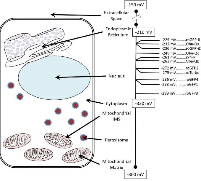 Figure 4: Midpoint Potentials for E GSH  Sensors. The average redox potentials for subcellular 