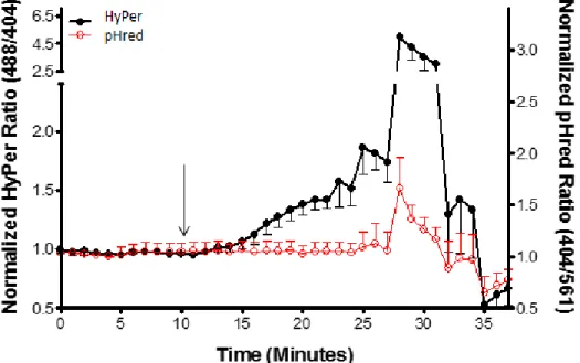 Figure 9: Zn 2+ -induced elevation in H 2 O 2  reported by HyPer are not mediated by changes in pH