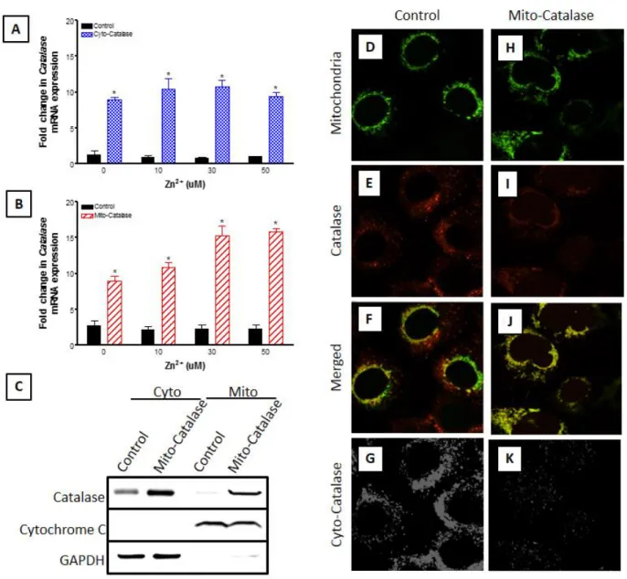 Figure 10: Ectopic expression of catalase in the mitochondria of BEAS-2B cells. BEAS overexpressing  catalase (cyto-catalase, A) or expressing ectopic mitochondrial catalase (mito-catalase, B) were exposed  to the indicated zinc concentrations and 1 µM PYR