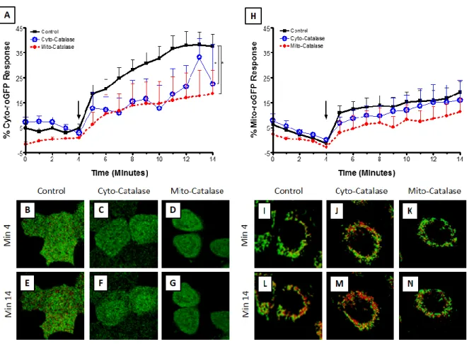 Figure 11: H 2 O 2  mediates Zn 2+ -induced elevation in cytosolic but not mitochondrial E GSH 
