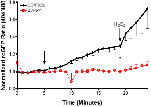 Figure 12: Zn 2+  -induced changes in E GSH  are properly reported by roGFP2. BEAS-2B cells stably  expressing cyto-roGFP2 were incubated with either 100  µ M 2-AAPA, a glutaredoxin inhibitor, or DMSO  as a vehicle control (CONTROL) for 2 hrs