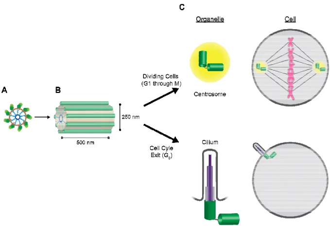 Figure 1.1. Centrioles form the basis of centrosomes and cilia.