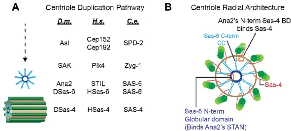 Figure  1.3.  Centriole  duplication  requires  a  set  of  proteins  functionally  and  s