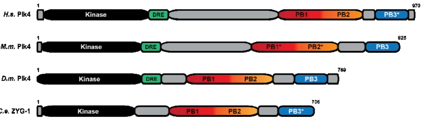 Figure 1.5. Plk4 is functionally conserved and maintains specific structural modules. 