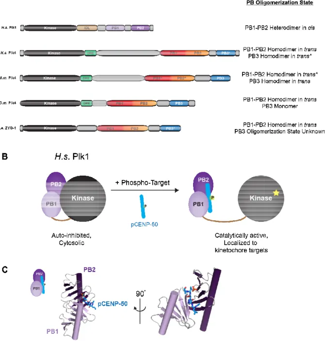 Figure  1.8.  Plks  employ  PB  domains  to  take  on  differential  dimeric  configurations for  cellular  function