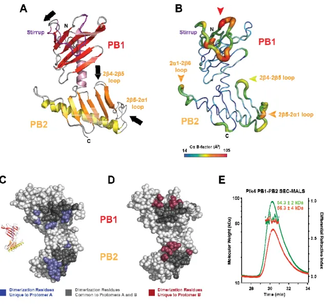 Figure 2.2. Plk4 PB1-PB2 is an Asymmetric Homodimer with Plastic Stirrups and  Loops. (A) Superposition of Plk4 PB1