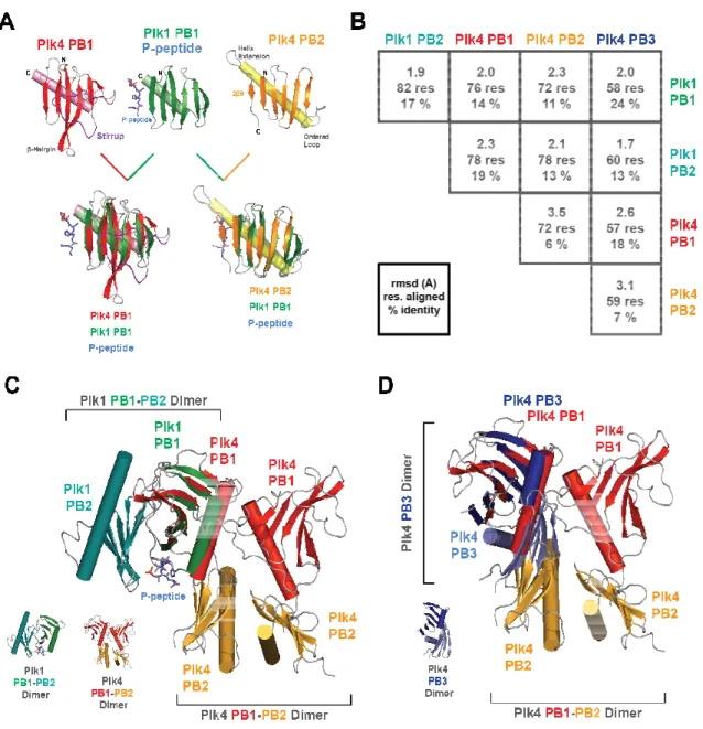 Figure 2.3. Plk4 PB1 and PB2 Diverge from Plk1 PB Domain Structures and Form a  Unique Inter-domain Interaction.