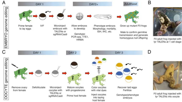 Figure 1. Genome editing using Xenopus embryos or oocytes