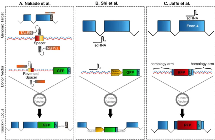 Fig. 2. Integrating exogenous DNA into Xenopus using genetic editing tools