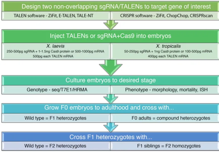 Figure 3. Workflow for generating Xenopus mutants using TALENs and CRISPR-Cas9 A schematic depicts the steps required to generate the gene editing tools to target a gene of  interest, induce mutations in Xenopus embryos, perform subsequent assays to phenot