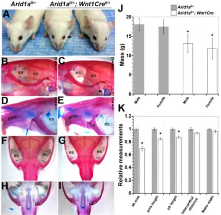 Figure 1. Heterozygous Arid1a fl/+ ; Wnt1Cre mice display mild craniofacial defects