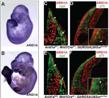 Figure 2. ARID1A is inactivated in NCCs expressing the Wnt1CRE transgene