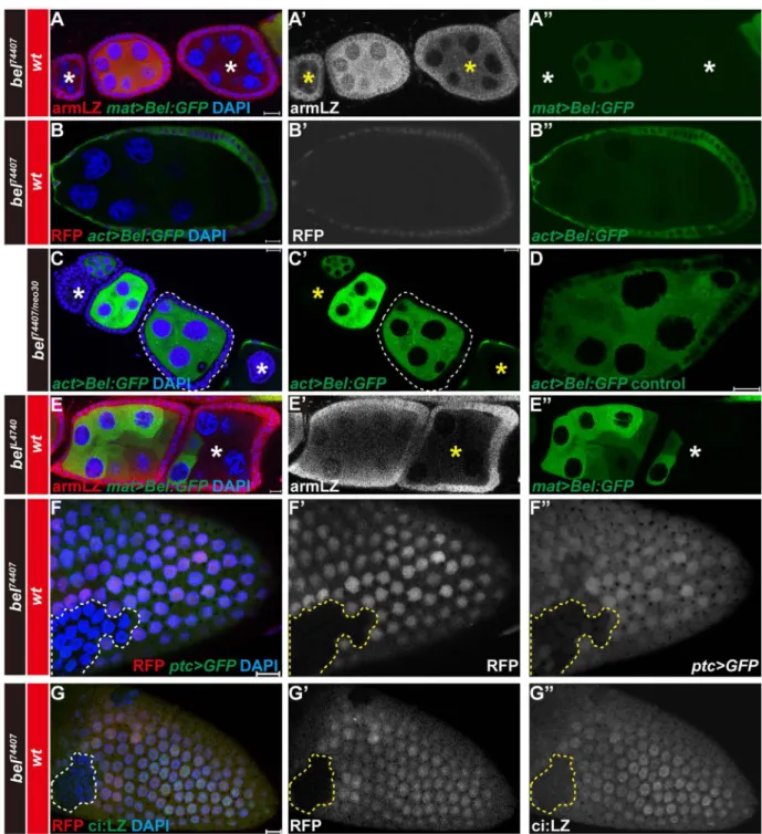 Figure 1. Expression of transgenes in germline and somatic cells is silenced in bel mutants (A, A', A") Expression of Bel:GFP driven by germline-specific mat-Gal4 is silenced in  bel 74407  homozygous mutant germline cell clones