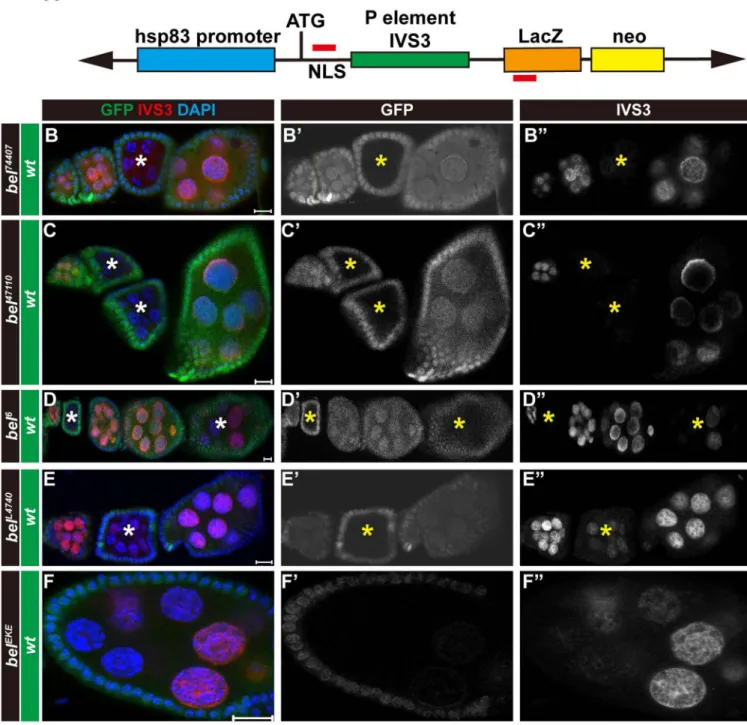 Figure 2. Different bel mutations trigger various degrees of transgene silencing