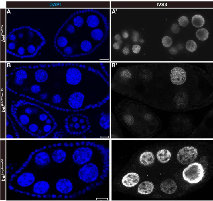 Figure 3. The bel psg9  mutation fails to exhibit the transgene silencing phenotype in the trans- trans-heterozygote with the hypomorphic bel neo30  mutation