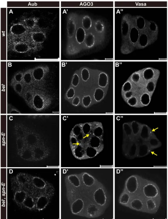 Figure 6. Inactivation of Bel rescues the phenotype of mislocalization of nuage components in  spn-E mutant germline nurse cells