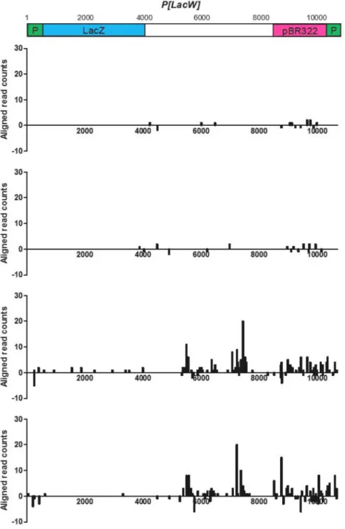 Figure 7. Mapping of sequenced reads from piRNAs in wild-type and bel mutant ovaries to the  transgene P[LacW] sequence