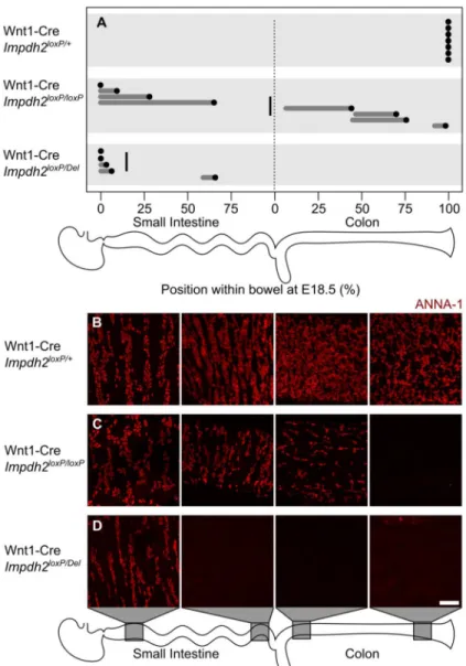 Figure 3. Impdh2 deletion by Wnt1-Cre causes highly penetrant aganglionosis of variable length  at term
