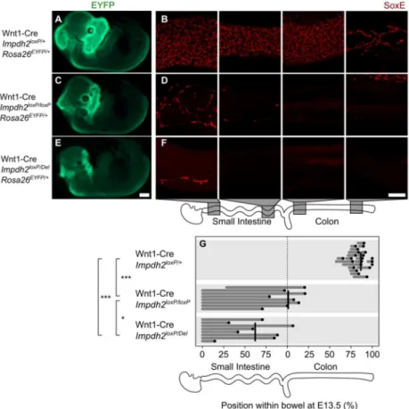 Figure 4. Impdh2 conditional knockout fetuses have cranial neural crest and ENCDC  abnormalities at E13.5