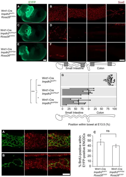 Figure 5. BrdU incorporation in ENCDCs of Impdh2 conditional knockout fetuses (A) Immediately behind the migration wavefront in E13.5 Wnt1-Cre Rosa26 EYFP 