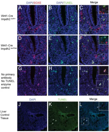 Figure 6. TUNEL labeling of E9.5 vagal neural crest progenitors in Impdh2 conditional knockout  embryos
