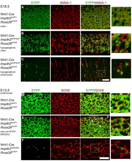 Figure 7. Remaining enteric neurons and ENCDCs in Impdh2 conditional knockouts display  incomplete recombination