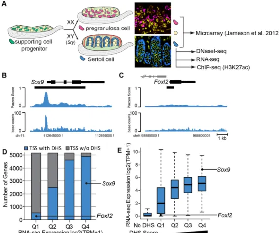 Fig. 1. DNaseI-seq and RNA-seq analysis of Sertoli cells. (A) Overview of sex determination