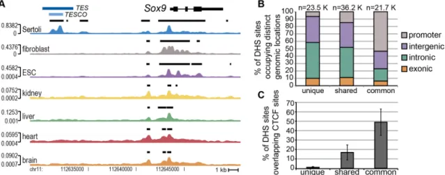 Fig. 2. Identification of DHSs unique to the Sertoli cell lineage. (A) Comparison of the genomic region around Sox9 in E15.5 Sertoli cells versus other cell types (fibroblast, ESC) and tissues (kidney, liver, heart, brain)