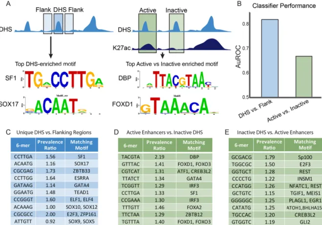 Fig. 4. TF-binding sites in active enhancers and inactive DHSs. (A) Schematic representation of the classification approach to identify motifs and TFs predictive of Sertoli cell DHSs