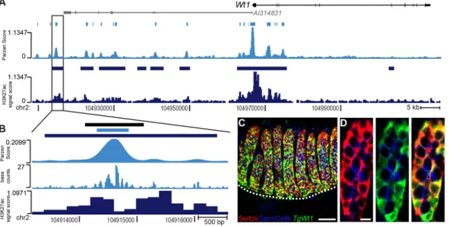 Fig. 5. Transient transgenic analysis of a DHS unique to Sertoli cells identifies a new Sertoli cell enhancer upstream of Wt1