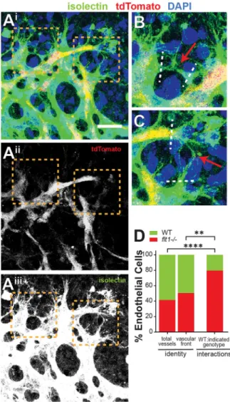 Fig. 1. Flt1 influences retinal vessel interactions in vivo. (A) Vascular front of representative mouse P5 retinal vessel with mosaic loss of Flt1