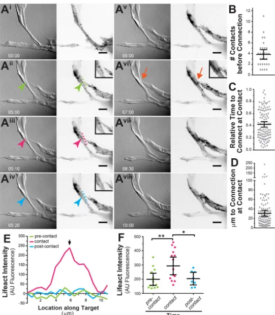 Fig. 2. Blood vessel stable connections are preceded by transient contacts.
