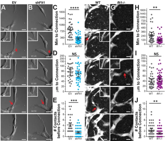 Fig. 3. Transient contact dynamics during vessel anastomosis are regulated by Flt1. (A,B) Representative time-lapse stills of d3-5 HUVEC sprouts infected with lentivirus encoding (EV) control (A) and shFlt1 (B)