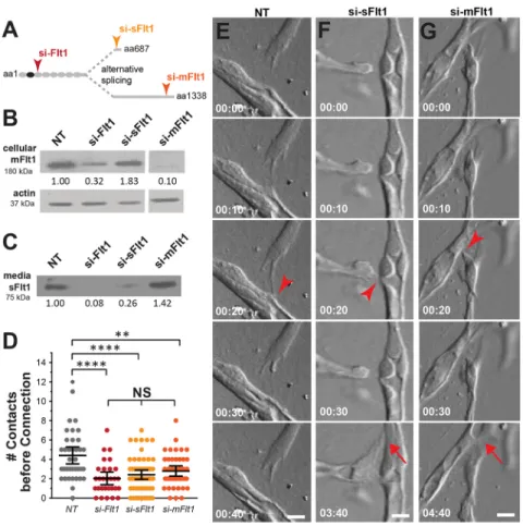 Fig. 4. Both Flt1 isoforms reduce transient contacts prior to connection. (A) Schematic showing Flt1 isoforms and sequences targeted by the indicated siRNAs