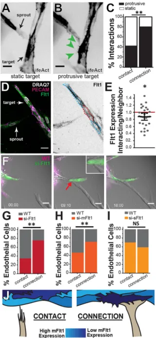 Fig. 5. Target vessel connection site is biased by Flt1. (A,B) Representative images of LifeAct-infected 3D HUVEC sprouts and targets showing transient contacts interacting with a static (A) or protrusive (B) target cell