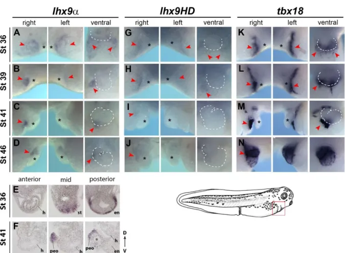 Figure 1. Spatio-temporal analysis of lhx9 isoforms during Xenopus epicardial  development