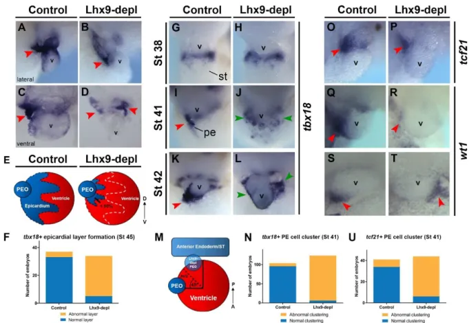 Figure 2. Lhx9 is required for proper epicardial layer and PE cluster formation. 