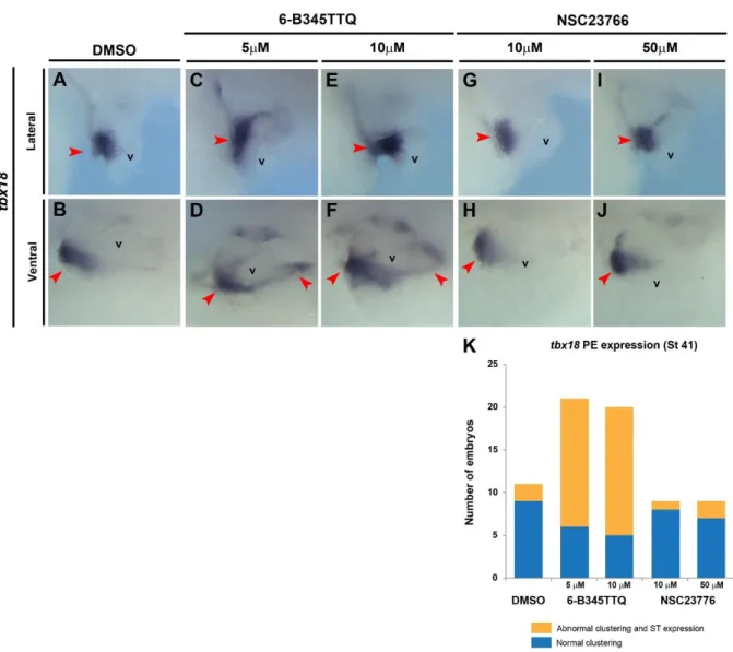 Figure 3. Integrin-Paxillin association is required for PE clustering. 