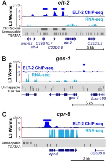 Fig. 4. DNA-protein interactions in the elt-2 control region. Electrophoretic mobility shift assays to show that END-1, ELT-2 and ELT-7 proteins can all bind directly to each of the four conserved TGATAA sites in CR III of the elt-2 promoter