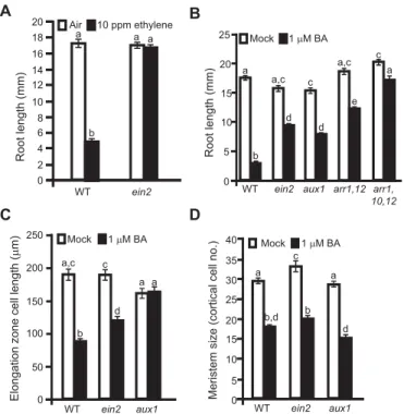 Fig. 3. The ethylene-insensitive ein2 mutant confers partial insensitivity to cytokinin